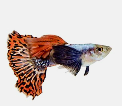 Guppy red mosaic big ear